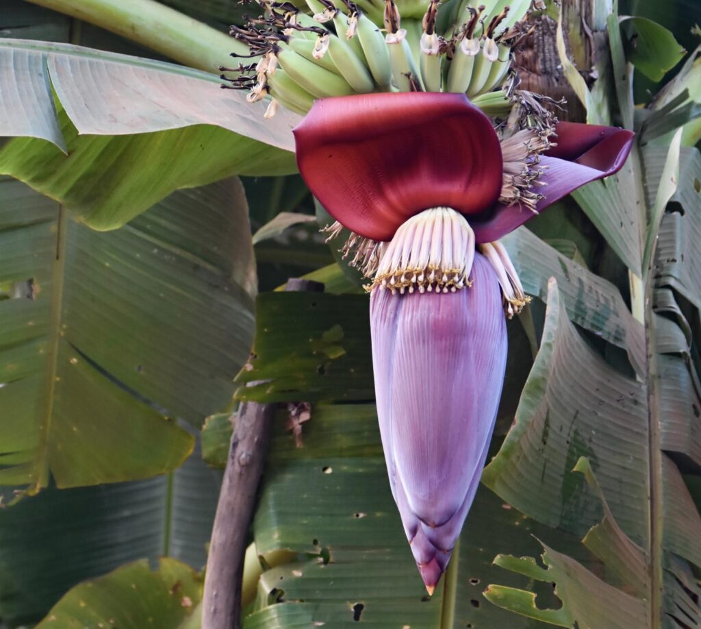 バナナの花