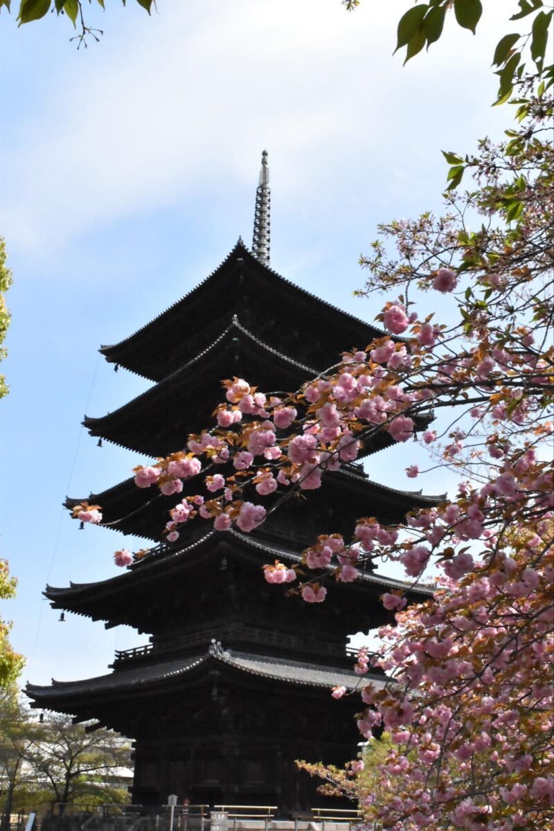 東寺の五重塔と八重桜